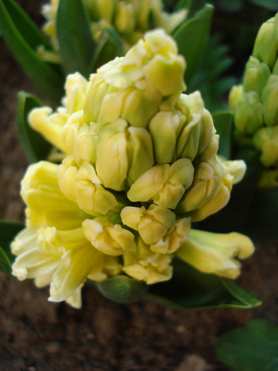 Hyacinth Yellow Queen (2011, April 17) - Hyacinth Yellow Queen