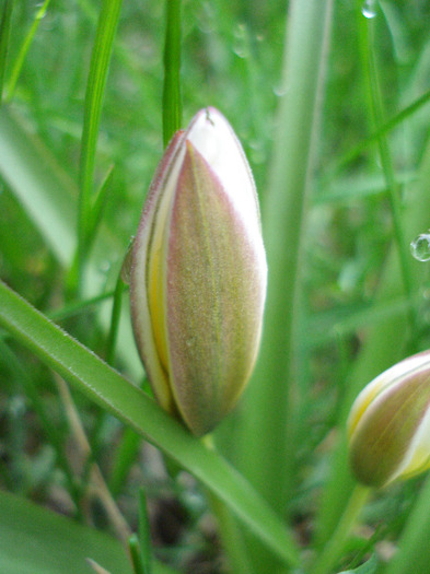 Tulipa Tarda (2011, April 16) - Tulipa Tarda