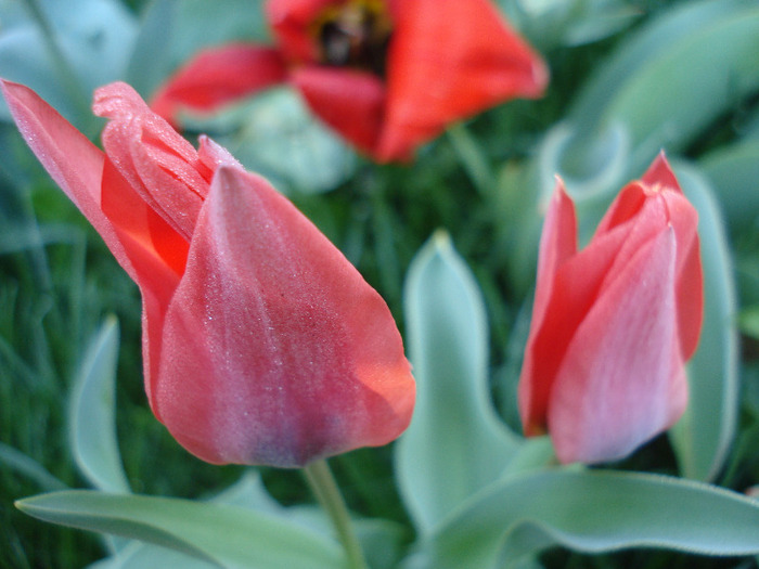 Tulipa Toronto (2011, April 17)