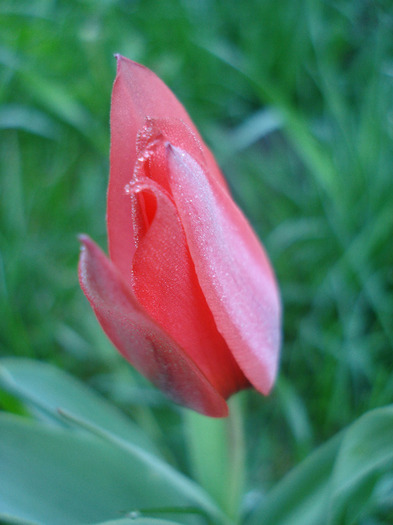 Tulipa Toronto (2011, April 17)
