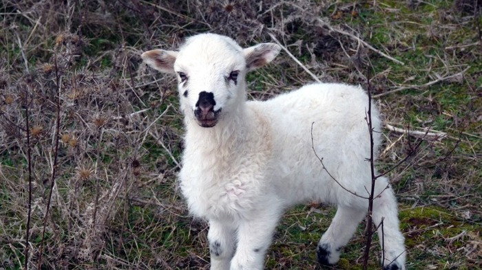 lamb-at-eastern