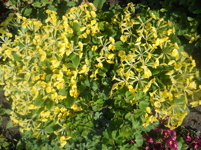 DSCN1023