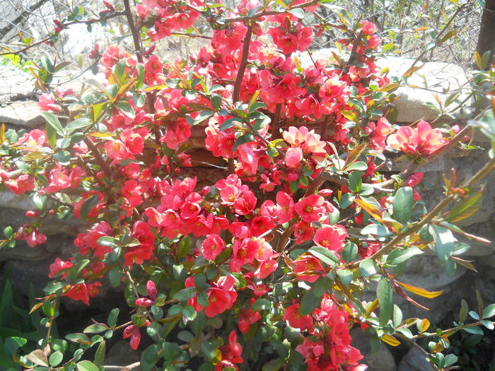 DSCN1039