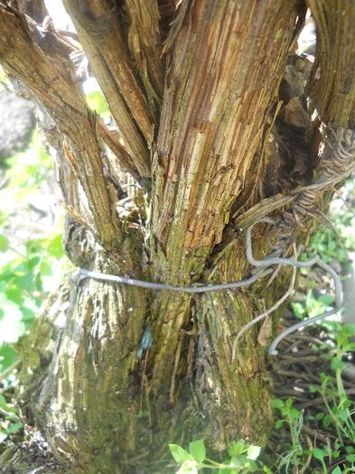 tulpina clematitei mov
