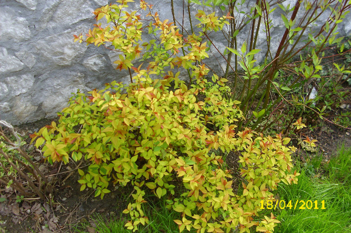 spirea gold flame - Arbusti diversi din gradina mea