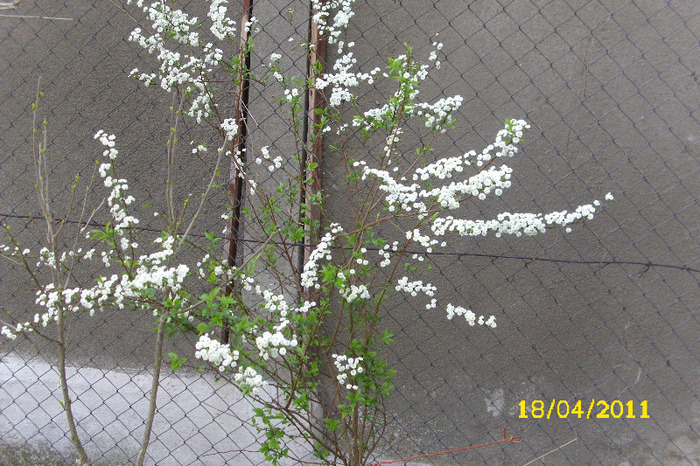 spirea prunifolia