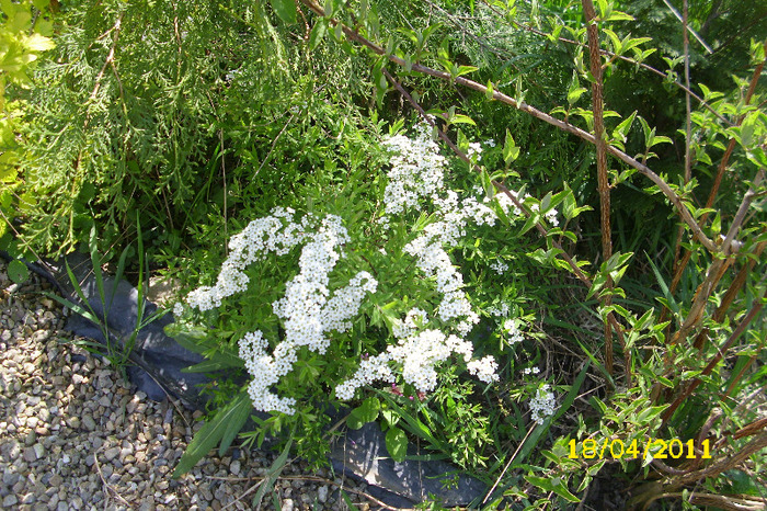 spirea cinerea grefsheim - Arbusti diversi din gradina mea