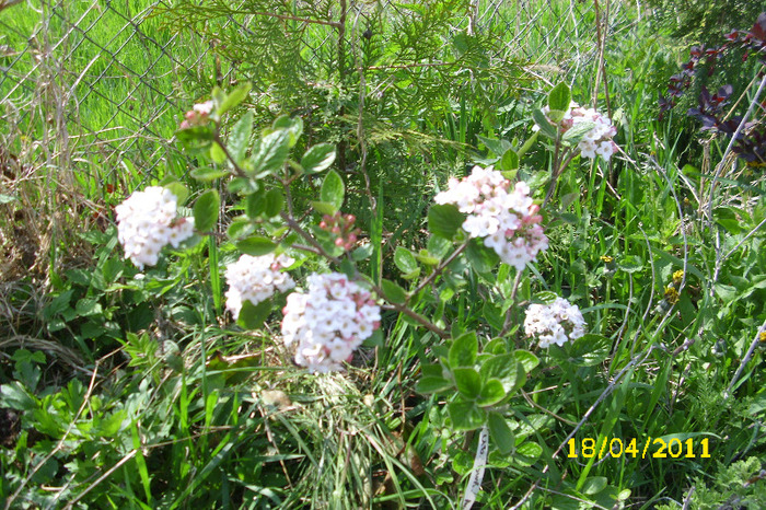 viburnum burkwoodi anne russel - Arbusti diversi din gradina mea