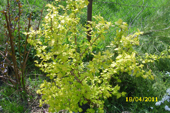 physocarpus dart's gold