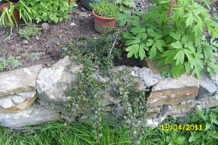 cotoneaster - Arbusti diversi din gradina mea