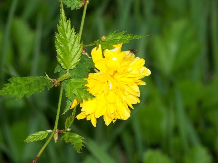 100_2759 - Frumuseti de Aprilie