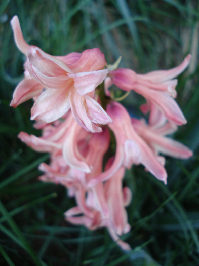 Hyacinth Gypsy Queen (2011, April 17)