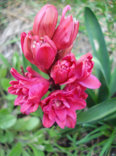 Hyacinthus Hollyhock (2011, April 16) - Hyacinth Hollyhock