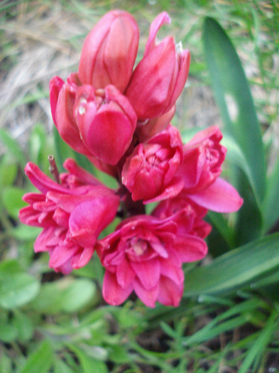 Hyacinthus Hollyhock (2011, April 16)