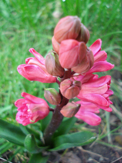 Hyacinthus Hollyhock (2011, April 16)