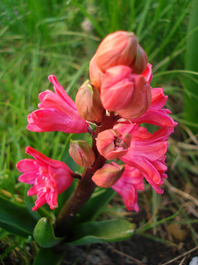 Hyacinthus Hollyhock (2011, April 17)