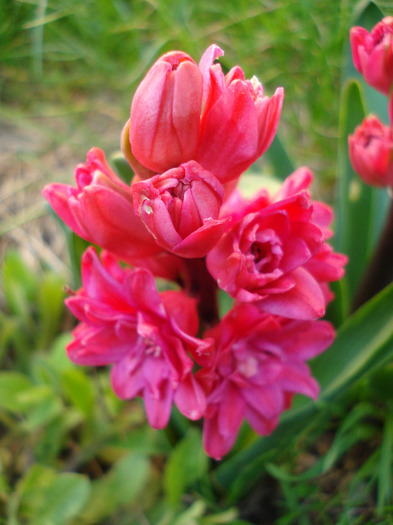 Hyacinthus Hollyhock (2011, April 17)