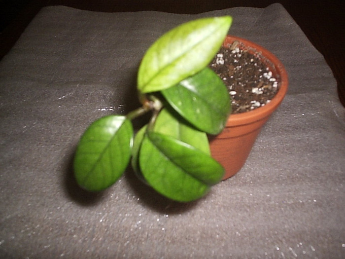 18.04.2011 - Hoya Fungii