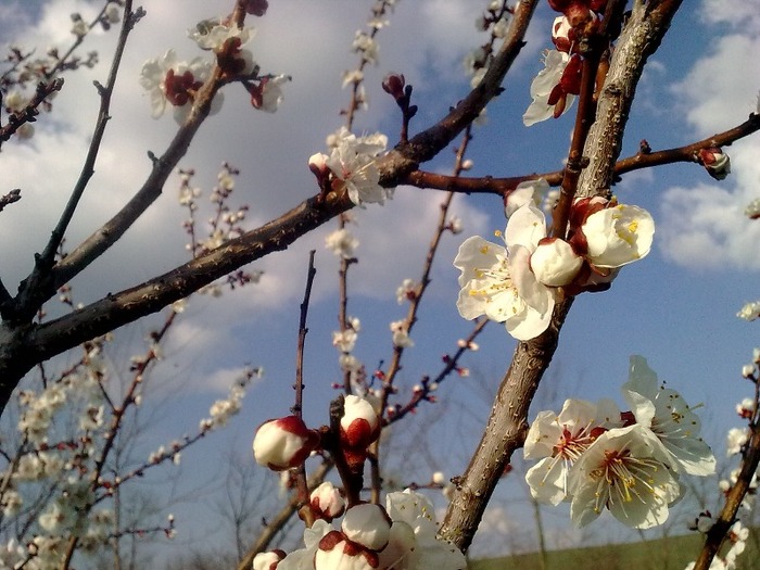 013 - flori de primavara