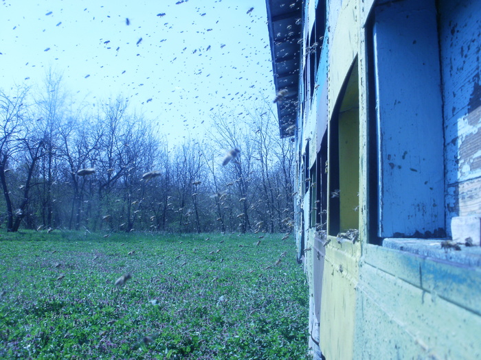 P3301040 - stupina d-lui Slobozeanu