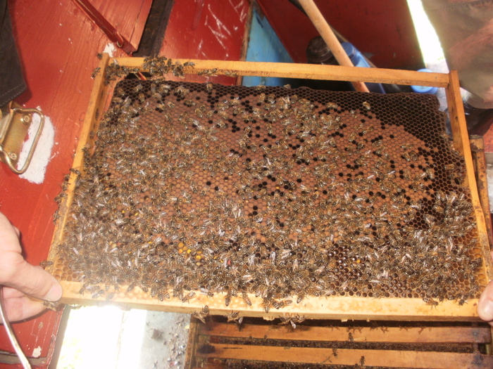 rama cu puiet de Florii