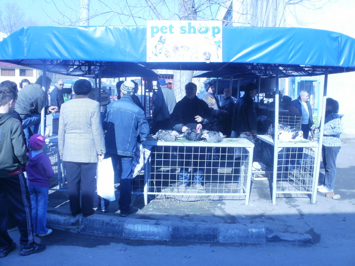 P3301021 - Targul Floriilor Slobozia 2011