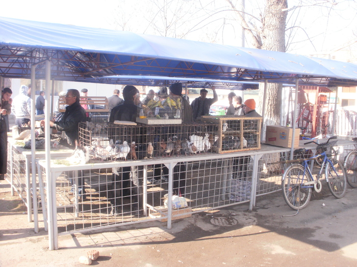 P3301024 - Targul Floriilor Slobozia 2011