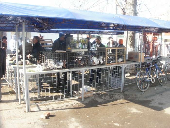 P3301025 - Targul Floriilor Slobozia 2011