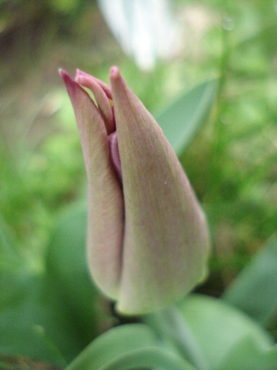 Tulipa Maytime (2011, April 16) - Tulipa Maytime
