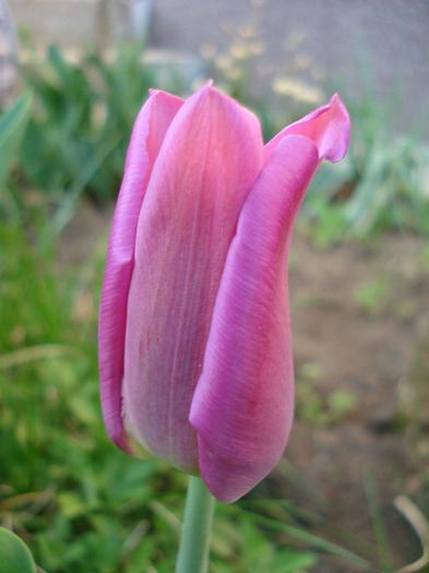 Tulipa Maytime (2011, April 17) - Tulipa Maytime