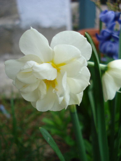 Narcissus Bridal Crown (2011, April 16) - Narcissus Bridal Crown