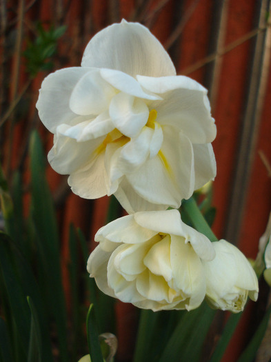 Narcissus Bridal Crown (2011, April 17) - Narcissus Bridal Crown