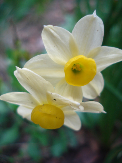 Narcissus Minnow (2011, April 16) - Narcissus Minnow