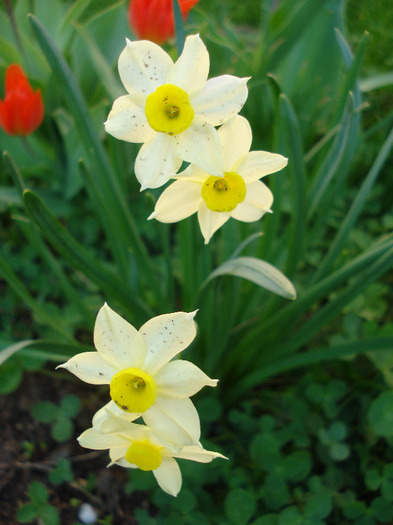 Narcissus Minnow (2011, April 17) - Narcissus Minnow