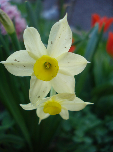 Narcissus Minnow (2011, April 17) - Narcissus Minnow