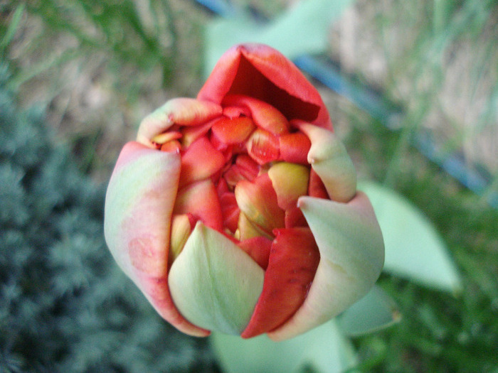 Tulipa Miranda (2011, April 16) - Tulipa Miranda