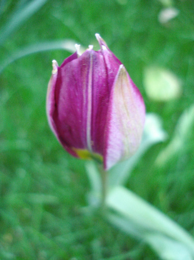 Tulipa Persian Pearl (2011, April 16)