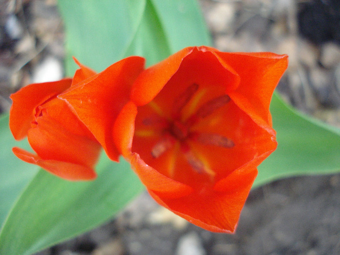 Tulipa Praestans Fusilier (2011, April 16)