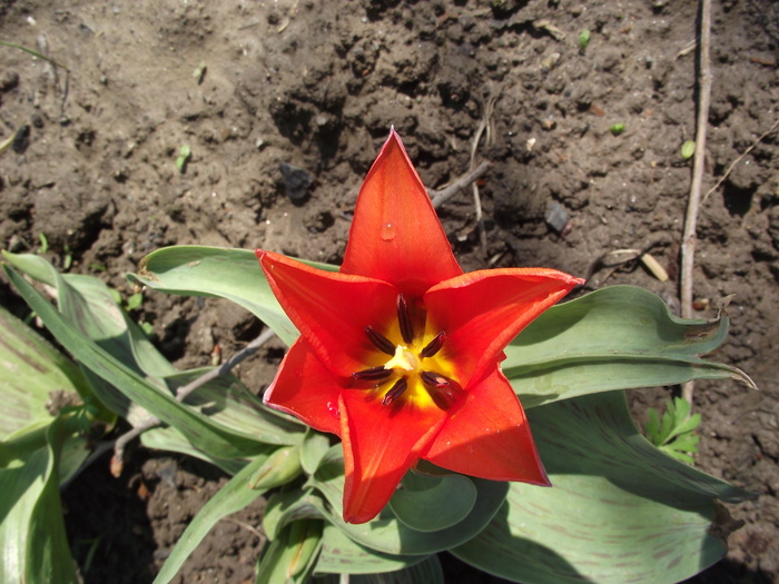 a doua lalea - primavara-flori