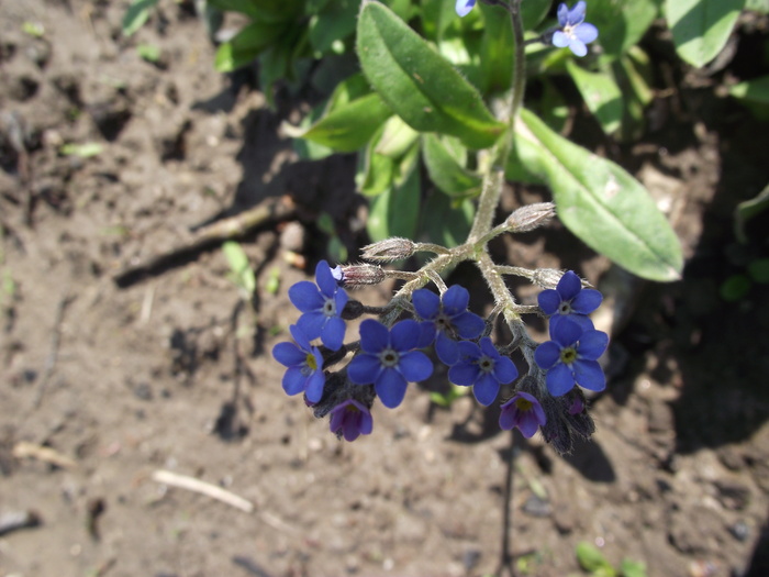 nu-ma-uita - primavara-flori