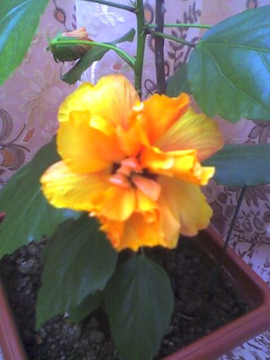 picture008 - florile mele