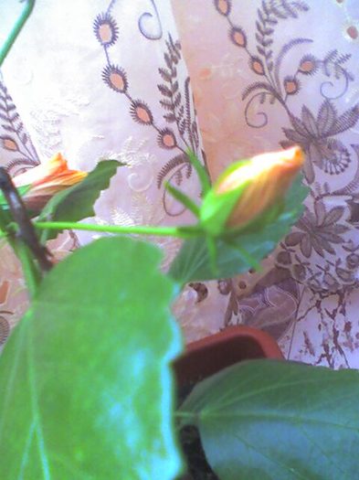 picture010 - florile mele