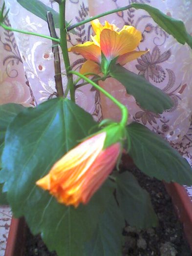 picture011 - florile mele