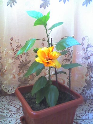 picture013 - florile mele