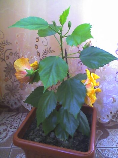 picture018 - florile mele