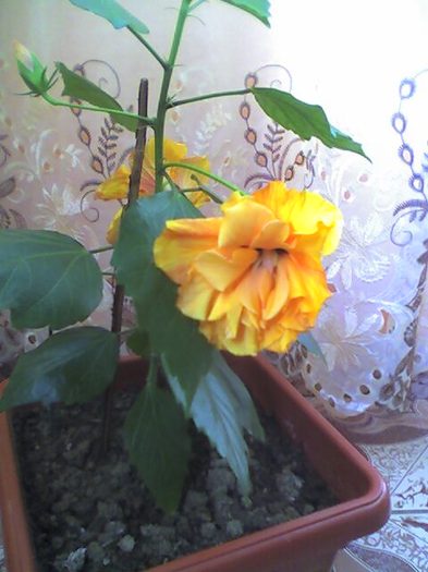 picture019 - florile mele