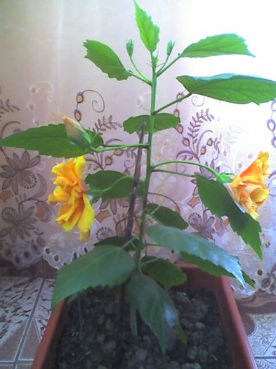 picture020 - florile mele