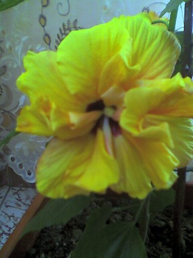picture022 - florile mele
