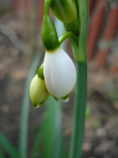 Summer Snowflake (2011, April 17) - GHIOCEI_Leucojum aestivum