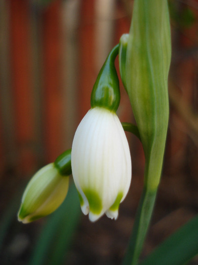 Summer Snowflake (2011, April 17)